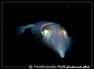 A very fast squid escape in the night. by Ferdinando Meli 